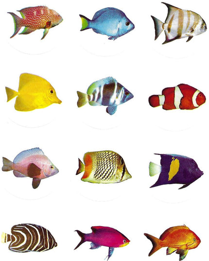 תמונות דגים גדולות