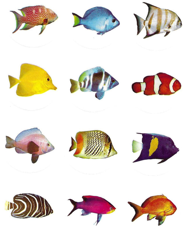 תמונות דגים גדולות